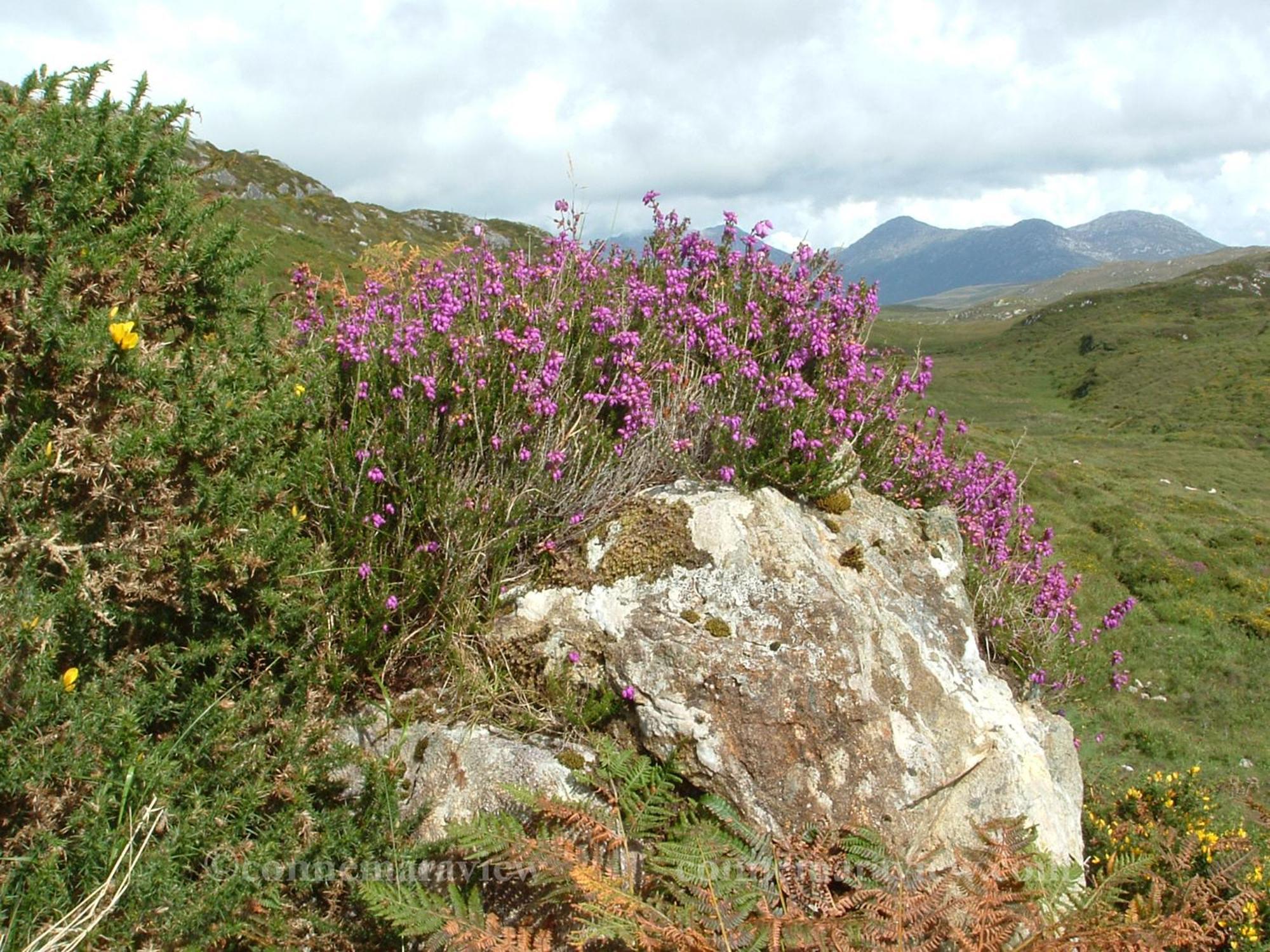 Errismore House Clifden Eksteriør bilde